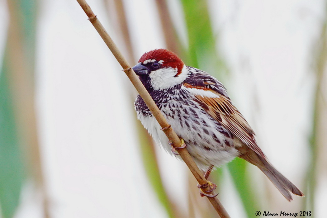 Dead Sea Sparrow